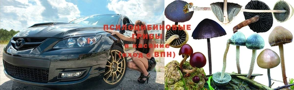 шишки Беломорск